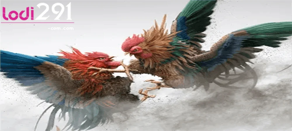lodi291 cockfight